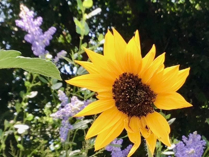 Flower head